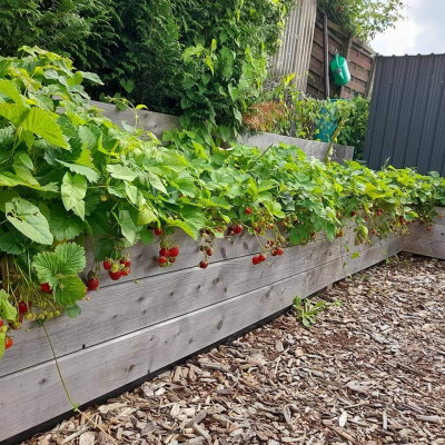 Gemüsebeet I Gemüsebeet I