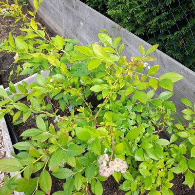 Gemüsebeet II Gemüsebeet II